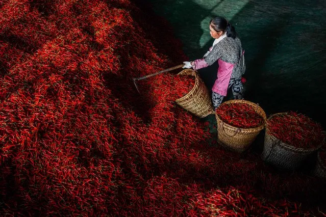 In this photo taken on September 7, 2023, a worker packs chili peppers into baskets in a chili drying factory in Bijie city, in China's southwest Guizhou Province. (Photo by AFP Photo/China Stringer Network)