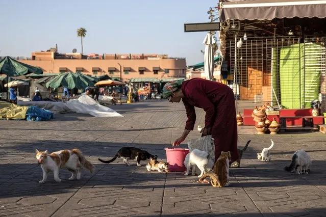 A woman feeds chicken heads to stray cats at the Jemaa el-Fna square in Marrakech, Morocco, 13 September 2023. A magnitude 6.8 earthquake that struck central Morocco late 08 September has killed more than 2,900 people and injured thousands, damaging buildings from villages and towns in the Atlas Mountains to Marrakech, according to a report released by the country's Interior Ministry. The earthquake has affected more than 300,000 people in Marrakech and its outskirts, the UN Office for the Coordination of Humanitarian Affairs (OCHA) said. Morocco's King Mohammed VI on 09 September declared a three-day national mourning for the victims of the earthquake. (Photo by Jerome Favre/EPA)