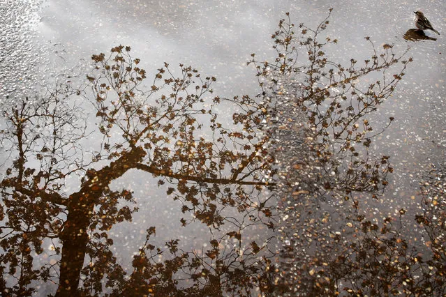 A bird sits in a puddle as a cherry blossom tree with buds and blossoms is reflected in the water, Monday, April 2, 2018, at the tidal basin in Washington. (Photo by Jacquelyn Martin/AP Photo)