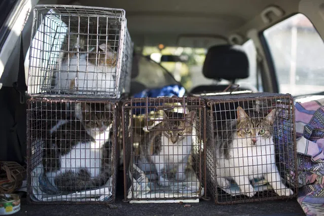 Stray cats sit in a trapping cages in the trunk of an SPCA (Society for Prevention of Cruelty to Animals) car after being caught to be steilized in Jerusalem, Israel, 06 January 2016. (Photo by Abir Sultan/EPA)