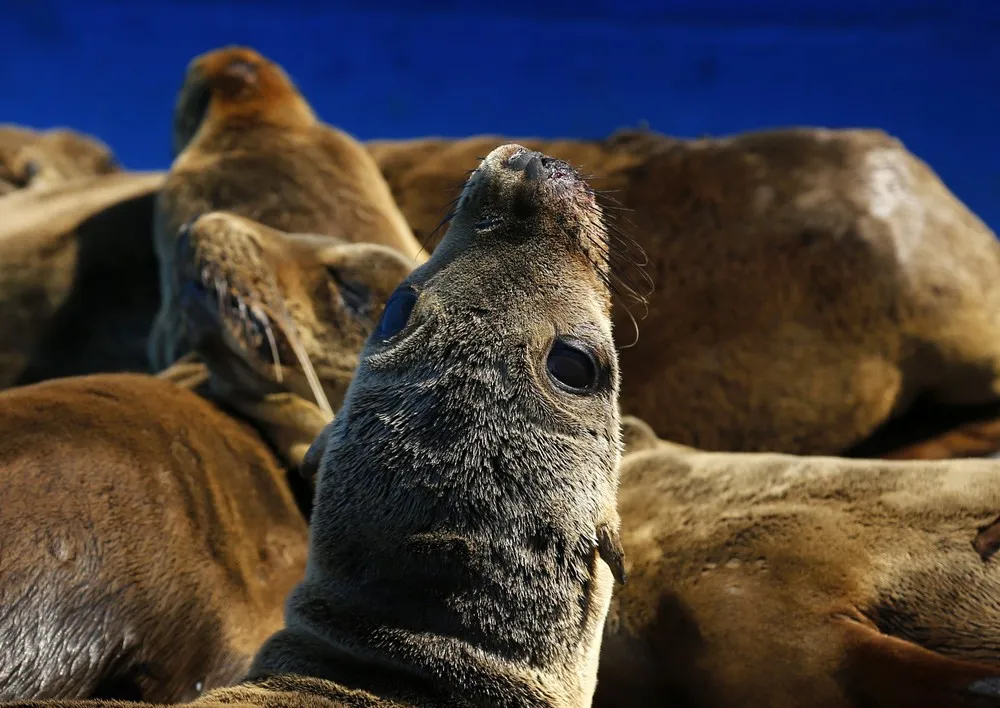 California's Starving Sea Lions