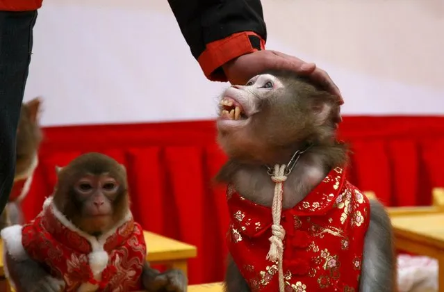 A man touches the head of a monkey during a performance ahead of the Chinese New Year of the Monkey which falls on February 8, in Hangzhou, Zhejiang province, January 28, 2016. (Photo by Reuters/China Daily)