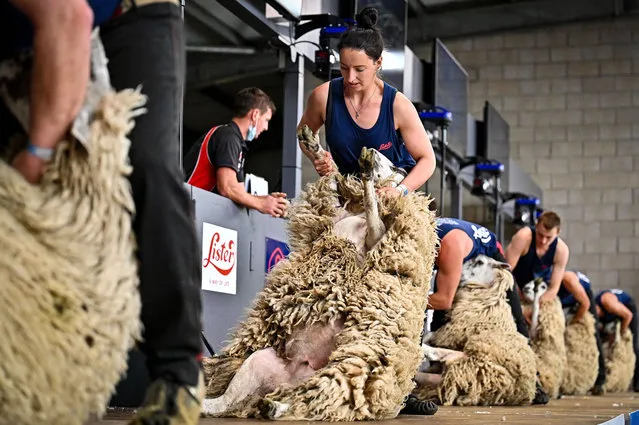 Penny Bell competes in the senior sheep shearers at Royal Highland Showcase at Ingliston on July 19, 2021 in Edinburgh,Scotland. Thousands of people have logged on to watch live streaming of the Royal Highland Show, which is being held behind closed doors this year, usually up to 190,000 people would visit the agricultural show which is held over four days. (Photo by Jeff J. Mitchell/Getty Images)