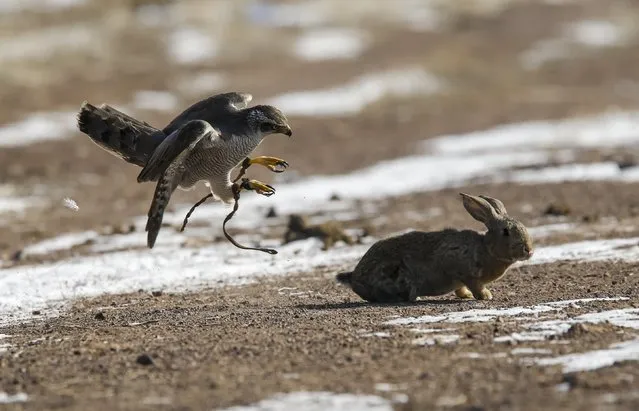 A tamed hawk chases a rabbit during the traditional hunting contest outside the village of Nura, east from Almaty, Kazakhstan, February 13, 2016. (Photo by Shamil Zhumatov/Reuters)