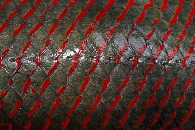 The skin of an arapaima or pirarucu, the largest freshwater fish species in South America and one of the largest in the world, is pictured after being fished by villagers from the Rumao Island community out of a branch of the Solimoes river, one of the main tributaries of the Amazon, in the Mamiraua nature reserve near Fonte Boa, about 600 km (373 miles) west of Manaus, November 24, 2013. (Photo by Bruno Kelly/Reuters)