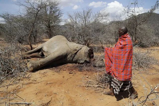 A man checks on an elephant that was killed by Kenya Wildlife Service rangers after it killed a woman as it was looking for water and food amid the drought in Loolkuniyani, Samburu County in Kenya on Tuesday, October 16, 2022. Hundreds of animals have died in Kenyan wildlife preserves during East Africa's worst drought in decades, according to a report released Friday, Nov. 4, 2022. (Photo by Brian Inganga/AP Photo)