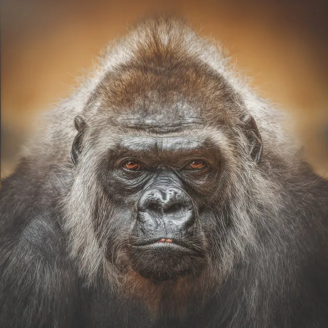 Western lowland gorilla, Tumba. (Photo by Manuela Kulpa/Caters News)
