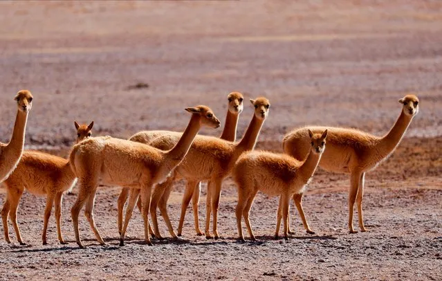 Vicunas are pictured near the Salar del Hombre Muerto, or Dead Man's Salt Flat, about 4,000 metres above sea level, in Salta, Argentina on August 13, 2021. (Photo by Agustin Marcarian/Reuters)