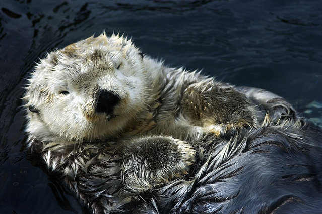 The Sea Otter