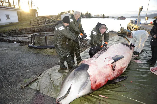 In this handout photo from the University of Bergen taken on Tuesday, January 31, 2017, researchers from the university begin dissecting a two-ton whale that was beached in shallow waters off Sotra, an island west of Bergen, some 200 kilometers (125 miles) northwest of Oslo. Norwegian zoologists have found about 30 plastic bags and other plastic waste in the stomach of a beaked whale that had beached on a southwestern Norway coast. Terje Lislevand of the Bergen University says the visibly sick, 2-ton goose-beaked whale was euthanized. Its intestine “had no food, only some remnants of a squid's head in addition to a thin fat layer”. (Photo by University of Bergen via AP Photo)