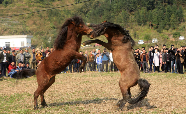 Horses fight during a local ethnic Miao event celebrating Lunar New Year in Liuzhou, Guangxi Zhuang Autonomous Region, China, January 30, 2017. (Photo by Reuters/Stringer)