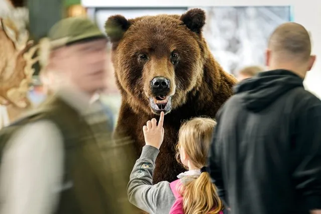 A girl touches a bear taxidermy mount hunting trophy at the hunting fair in Dortmund, Germany, Thursday, February 1, 2024. (Photo by Martin Meissner/AP Photo)