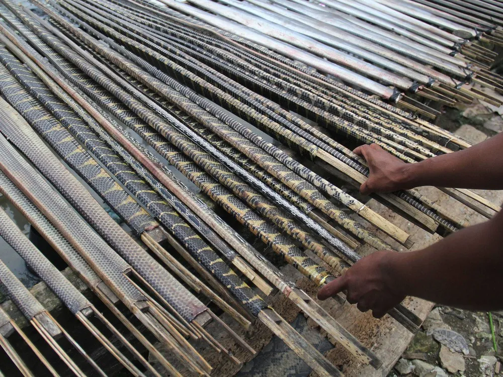Inside Indonesia's Snake Slaughter House