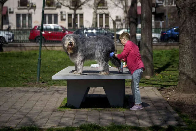 A woman grooms a dog on a ping-pong table in a park in Bucharest, Romania, Saturday, March 30, 2024. (Photo by Andreea Alexandru/AP Photo)