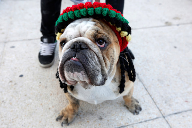 An English Bulldog wearing a hat with dreadlocks rests after a parade for setting a Guinness World Record for the largest Bulldog walk in Mexico City, Mexico February 26, 2017. (Photo by Carlos Jasso/Reuters)