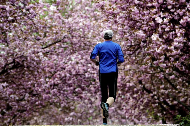 A man runs between blossoming cherry trees in Cologne, Germany, Wednesday, April 17, 2019. (Photo by Federico Gambarini/dpa via AP Photo)