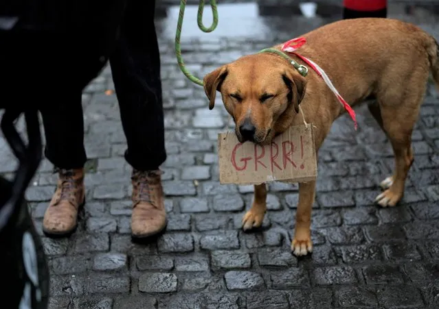 A dog wears a sign which reads “Grrr” as it stands with a protestors during a demonstration in Brussels on Sunday, December 26, 2021. (Photo by Virginia Mayo/AP Photo)