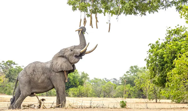 An elephant gracefully picks from a Kigelia africana at Mana Pools National Park, Zimbabwe in April 2024. Commonly known as the sausage tree, the plant’s fruit is eaten by many other animals including baboons and giraffes. (Photo by William Steel/Solent News)
