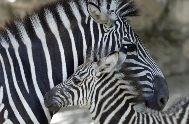 A newborn baby zebra, front, standing by its mother in the shadow at the Belgrade Zoo, Serbia, Tuesday, July 2, 2019. Authorities have warned of extremely hot temperatures in Serbia and the rest of the Balkans as a heat wave that has hit western Europe moves toward east of the continent. (Photo by Darko Vojinovic/AP Photo)