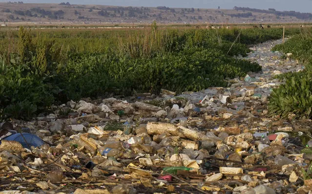 Plastic bottles and garbage float in Katari River which flows into Titicaca Lake, in Chojasivi, Bolivia, Friday, November 5, 2021. (Photo by Juan Karita/AP Photo)