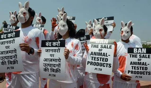 India activists from People for the Ethical Treatment of Animals (PETA) dressed as rabbits hold placards during a protest in New Delhi on April 18, 2014. The protest ahead of the forthcoming World Week for Animals in Laboratories was held to demand the Ministry of Health and Family Welbare ban the marketing and sale of animal-tested cosmetics and household products. (Photo by AFP Photo/Raveendran)