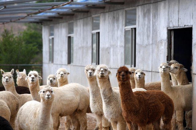 Alpacas look on at the base of Qifengshan Breeding company on May 21, 2024 in Taiyuan, Shanxi Province of China. (Photo by VCG/VCG via Getty Images)