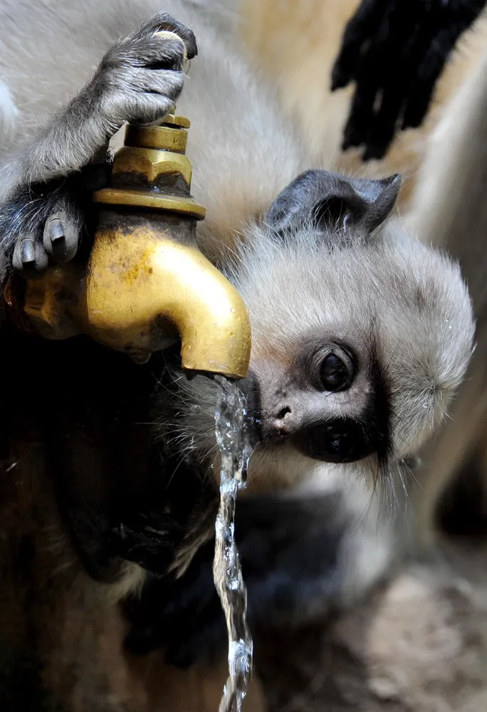 The Week in Pictures: Animals, May 3 – May 9, 2014