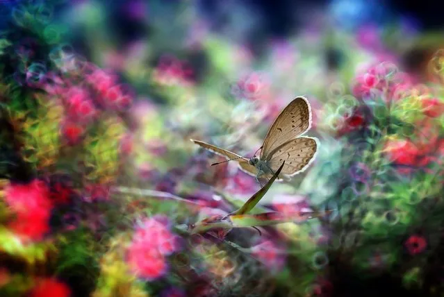 You rarely get the opportunity to get up close and personal with a tiny insect. Indonesian photographer Nordin Seruyan helps us to look past the creepy-crawlies of insects and focus on their delicate beauty. In brilliant color and sharp focus, Seruyan captures the insects in his garden. From butterflies and mantises to beetles and snails, the creatures of Southeast Asian get your full focus. (Photo by Nordin Seruyan)