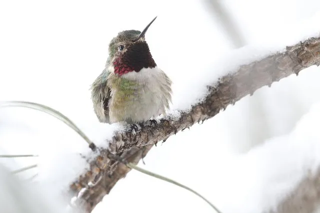 A hummingbird perches on a branch covered in fresh snow from a spring snowstorm, at Eldorado Canyon State Park, in Eldorado Springs, Colo., on Monday, May 12, 2014. A spring storm has brought up to three feet of snow to the Rockies and severe thunderstorms and tornadoes to the Midwest. In Colorado, the snow that began falling on Mother's Day caused some power outages as it weighed down newly greening trees. (Photo by Brennan Linsley/AP Photo)