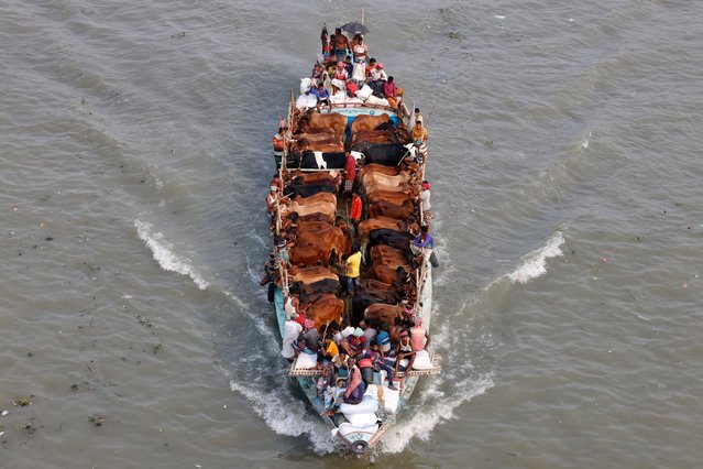 Cattle traders bring their livestocks to a market on a trawler ahead of Eid-al-Adha, in Dhaka, Bangladesh, on June 11, 2024. (Photo by Mohammad Ponir Hossain/Reuters)