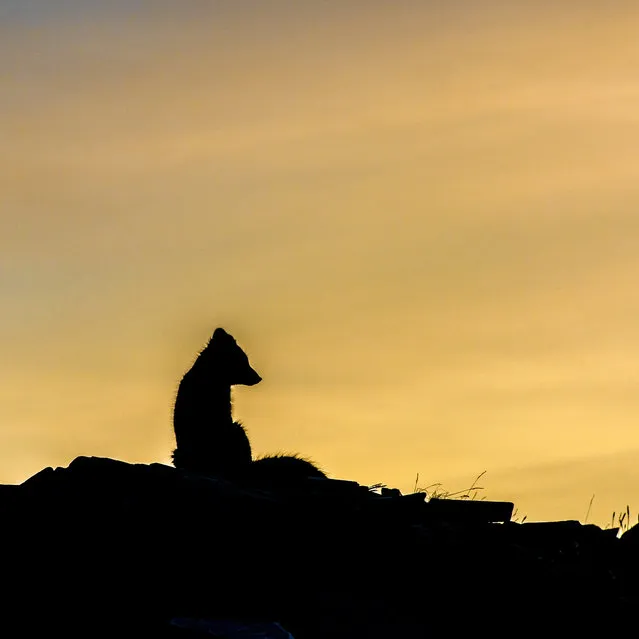 Arctic Fox. (Photo by Trond Eriksen)