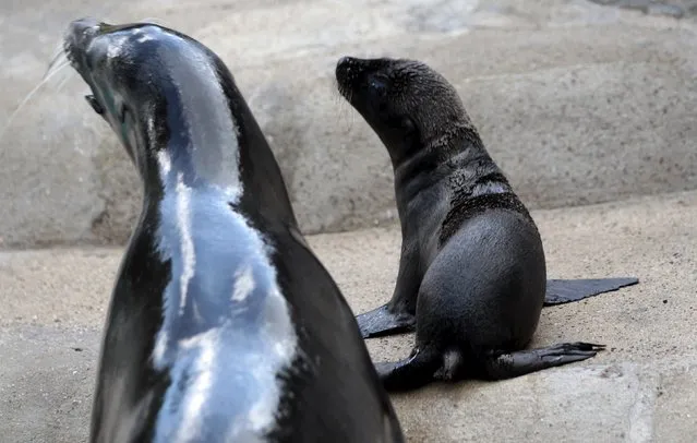 Newborn sea lion “Kaya” lies beside her mother at the enclosure at the zoo in Wuppertal, Germany July 23, 2015. (Photo by Ina Fassbender/Reuters)