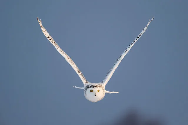 Female snowy owl in flight in rural Ottawa, Canada. (Photo by Guoqiang Xue/Alamy Stock Photo)