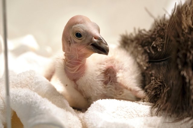 Condor chick LA1123 waits for it's feeding in a temperature controlled enclosure at the Los Angeles Zoo on Tuesday, May 2, 2023. The chick hatched Sunday April 30, 2023. The latest breeding efforts to boost the population of North America's largest land bird, an endangered species where there are only several hundred in the wild. Experts say say the species cannot sustain itself without human intervention. More birds still die in the wild each year than the number of chicks that are born, both in nature and in captivity, and survive annually. (Photo by Richard Vogel/AP Photo)