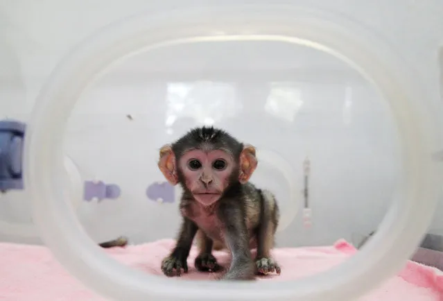 A newborn Patas monkey is pictured in an incubator at a zoo in Zhengzhou, Henan province, China May 23, 2017. (Photo by Reuters/Stringer)