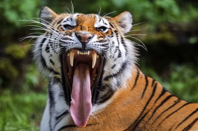 A Siberian Tiger yawns at the zoo in Schwerin, Germany, on June 5, 2014.  The zoo, founded in 1956, is home to approximately 2,400 animals. (Photo by Jens Buettner/DPA)