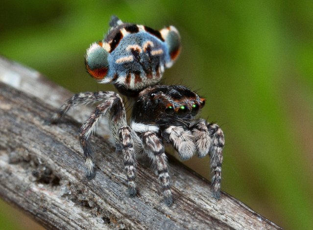 A specimen of the newly-discovered Australian Peacock Spider, Maratus Lobatus, shows off his colourful abdomen in this undated picture from Australia. (Photo by Jurgen Otto/Reuters)