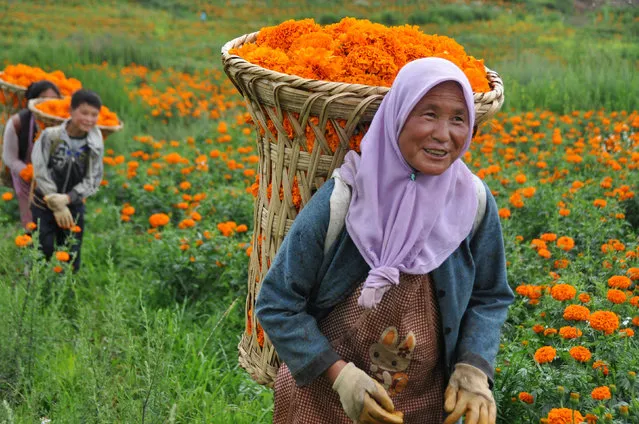 Farmers pick marigolds in Minzu village, Weining County, Guizhou, China on August 3, 2015 where there are more than 1,500 hectares (3,750 acres) of the flower fields. (Photo by Yang Wenbin/Xinhua Press/Corbis)