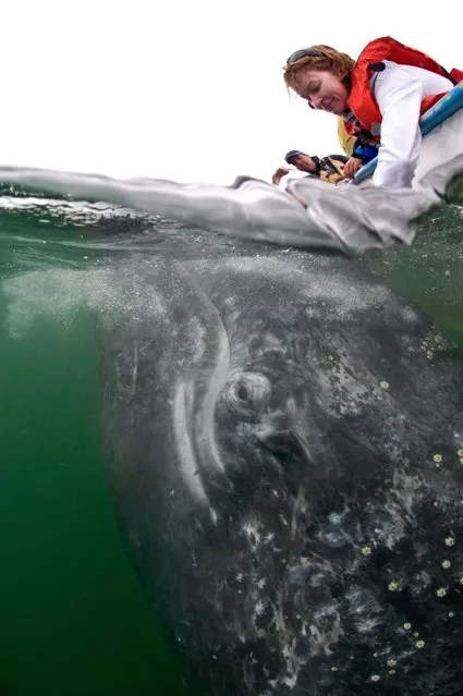 A grey whale calf comes towards a boat to greet tourists in, Baja California, Mexico, March 2017. (Photo by  Mark Carwardine/Barcroft Images)