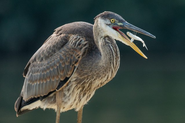 A great blue heron eats a fish at Overpeck County Park in Ridgefield Park, New Jersey on Thursday, September 12, 2024. (Photo by Julian Leshay Guadalupe/NorthJersey.com via USA TODAY Network)