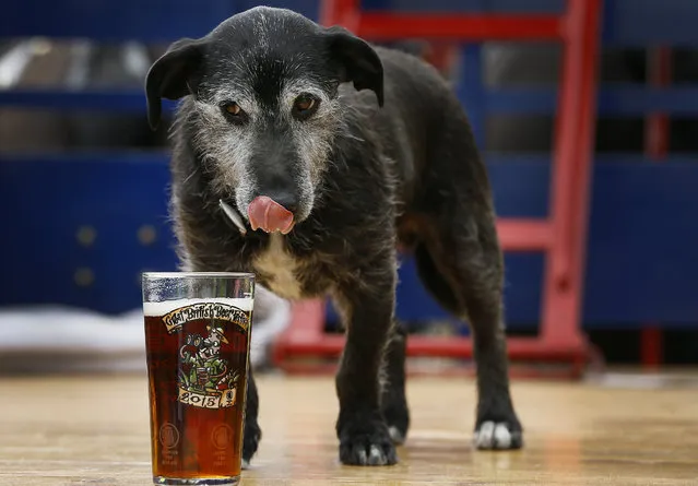 Barny, the Harveys Brewery  dog has a sniff of a pint of beer at the Great British Beer Festival, at Olympia in London, Tuesday, August 11, 2015. The five day event is organised by the Campaign for Real Ale (CAMRA), with over 900 real ales, ciders, perries and international beers on offer. (Photo by Kirsty Wigglesworth/AP Photo)