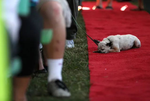 A dog naps on the red carpet during the 2016 World's Ugliest Dog contest at the Sonoma-Marin Fair on June 24, 2016 in Petaluma, California. (Photo by Justin Sullivan/Getty Images)