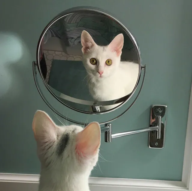 Ariel Berry caught her cat checking itself out in “Mirror, Mirror” in Albion, United States, Date Unknown. (Photo by Ariel Berry/Barcroft Images/Comedy Pet Photography Awards)