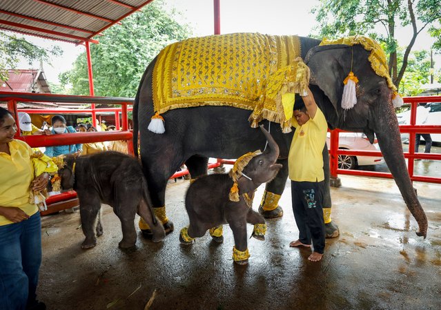 Thai mahouts dress the twin male-female baby elephants for a ceremony to celebrate the calves being named by the Thai King, at the Ayutthaya Elephant Palace and Royal Kraal in Ayutthaya, Thailand, 04 October 2024. The rare twin male-female baby elephants were celebrated in a ceremony after being named Plai Sappalaksopol and Pang Sakollaksophit, respectively, by the Thai King. The four-month-old twin baby elephants were born on 07 June 2024 by a 36-year-old elephant named Chamchuri. The birth of twin elephants are rare but male-female twin births are extremely rarer, according to Phra Kochaban Foundation for elephant care. (Photo by Rungroj Yongrit/EPA/EFE)