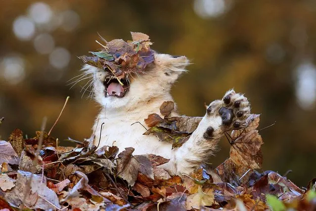 Lion Playing In Autumn Leaves