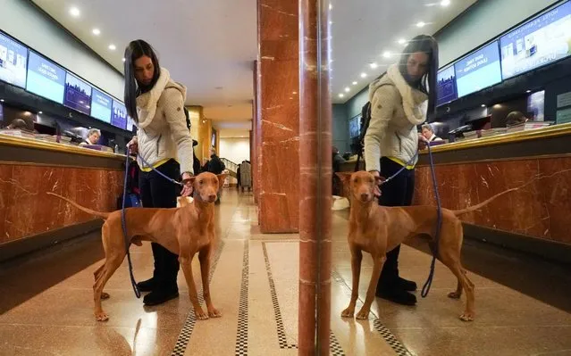 Shea, a pharaoh hound with his owner Stephanie Unger arrives to the Pennsylvania Hotel for the annual Westminster Dog Show in New York, U.S., February 7, 2020. (Photo by Bryan R. Smith/Reuters)