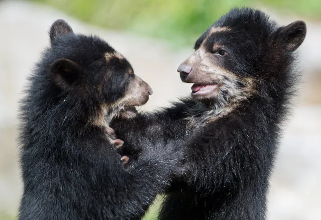 Two male Andean bears play in their compound at the zoo in Frankfurt, central Germany, Monday, July 28, 2014. The cubs were born at the end of December 2013. (Photo by Boris Roessler/AP Photo/DPA)
