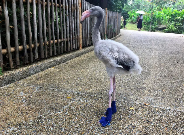 A baby Greater Flamingo named Squish struts in its booties, made by keepers to protect its feet from the hot concrete ground, at the Jurong Bird Park in Singapore August 17, 2017. (Photo by Natasha Howitt/Reuters)