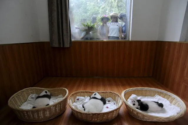 People look through a window as giant panda cubs lie inside baskets during their debut appearance to visitors at a giant panda breeding centre in Ya'an, Sichuan province, China, August 21, 2015. (Photo by Reuters/Stringer)