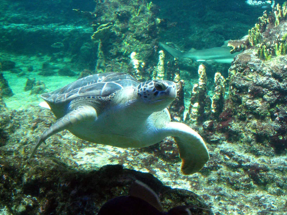 Okinawa Churaumi Aquarium